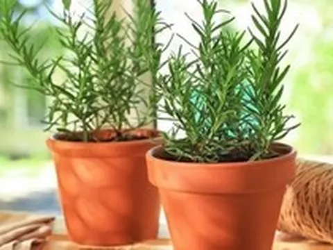 5 loại cây cảnh mà người trên 40 tuổi nên trồng để tăng cường sức khỏe, gia đình thêm thịnh vượng