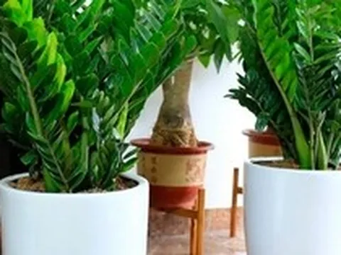5 cây nên trồng trong nhà