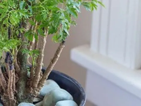 6 lý do vì sao bạn nên trồng 1 cây đinh lăng trong nhà