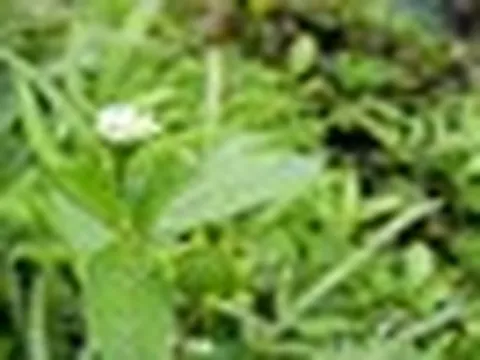 3 loại cỏ dại, nhất định phải có 1 cây trong nhà