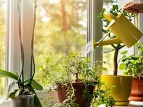 6 loại cây cực tốt khi trồng trong nhà: Thanh lọc không khí, đuổi côn trùng, "túi thuốc" chữa bách bệnh