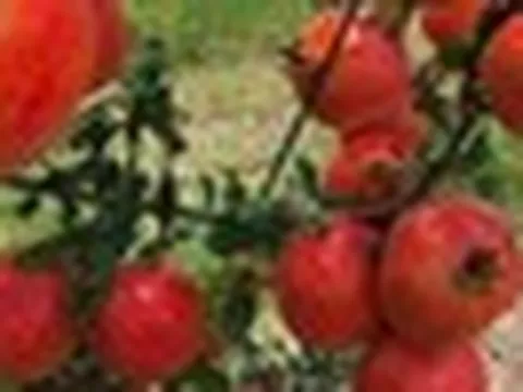 Tin vui cho 'tín đồ' trái cây ngoại: 2 loại quả nổi tiếng của Ấn Độ sắp vào Việt Nam, hứa hẹn giá 'vừa túi tiền'