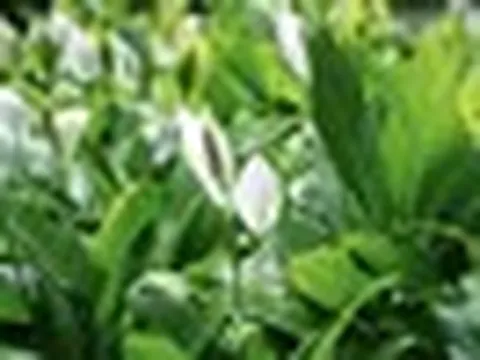 Cây lan ý “rất cần” 6 hành động này trong tháng 5: Làm đúng cây bật hoa, lá xanh bóng bất ngờ