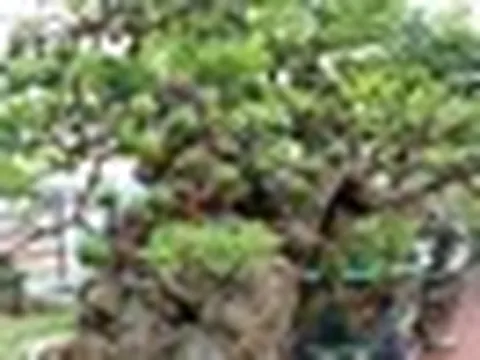 3 lý do bạn nên trồng một cây ổi trong nhà