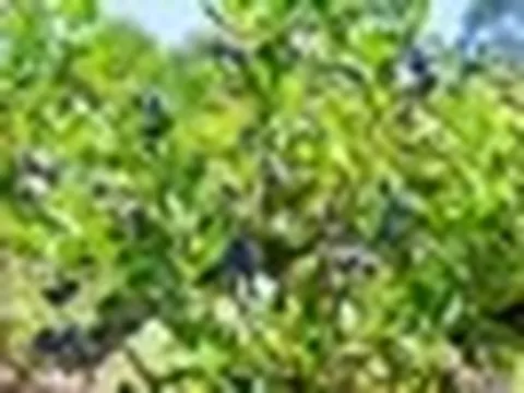 5 loại quả ngọt lịm giúp bổ thận, chống viêm: Có loại đang vào mùa, bán đầy chợ Việt nhưng nhiều người bỏ qua