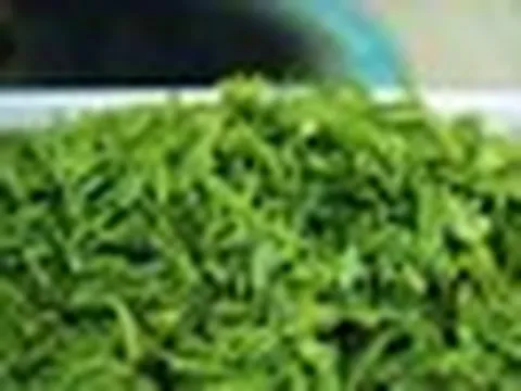 Loại lá chống rụng tóc, kích thích mọc tóc cực hay, dùng hằng ngày phòng cả ung thư: Bán đầy chợ Việt