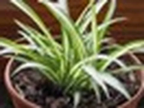 5 điều cần làm với cây lan chi ngay bây giờ