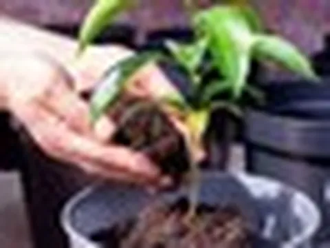 3 lý do nên có một cây chanh trong nhà