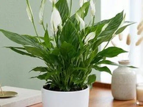 Tại sao mỗi bàn học nên có một chậu lan ý?