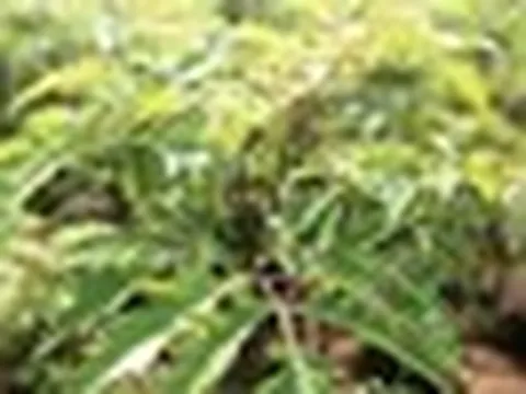 3 lý do đinh lăng được ví là "sâm Nam" của người Việt