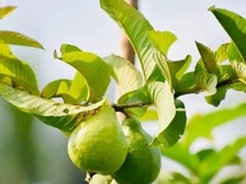 3 công dụng của lá ổi, biết để tận dụng ngay