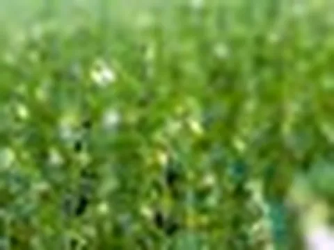 Việt Nam có loại hạt "quét sạch" mỡ máu xấu, cực tốt cho não bộ: Ngày ăn 1 thìa, hiệu quả bất ngờ