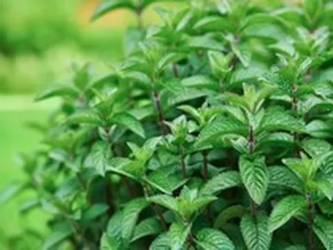 Trồng 1 trong 4 loại cây này quanh nhà, chuột thấy mùi là tránh xa