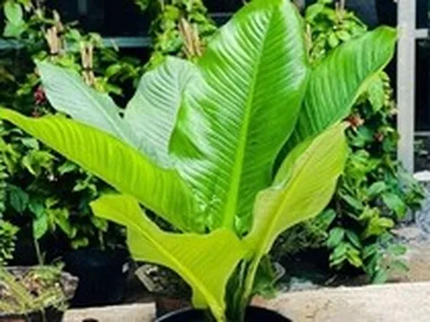 5 lợi ích khi trồng cây đại phú gia