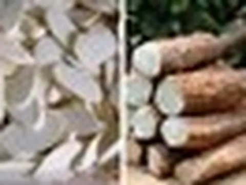 Tác dụng của củ hoài sơn tươi với sức khỏe