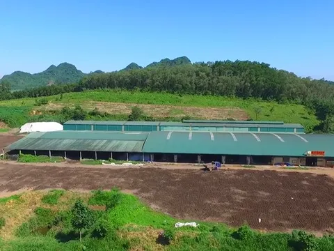 Thanh tra chỉ ra nhiều vi phạm tại 3 doanh nghiệp phân bón ở Thanh Hóa