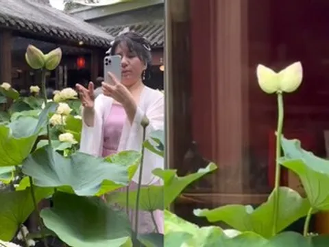 'Hoa sen song sinh' hiếm thấy nở trong quán trà, nhiều người tới chiêm ngưỡng