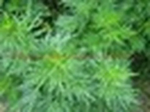 Vì sao người xưa thường trồng 1 bụi cây ngải cứu trước cửa nhà?