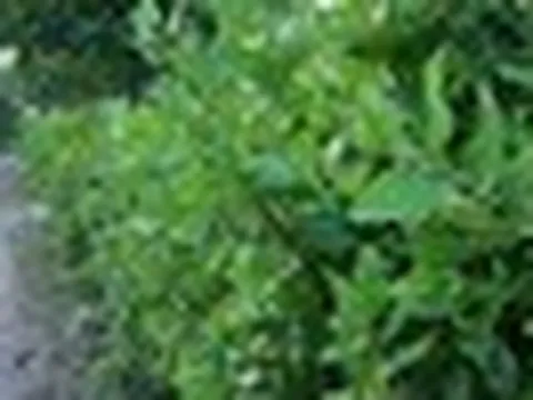 Loài cây mọc đầy ở hàng rào, bờ bụi: Nấu được nhiều món ăn, công dụng khiến không ít người bất ngờ