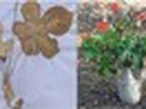Phát hiện hợp chất tiềm năng điều trị gút trong 3 cây rất quen thuộc ở Việt Nam