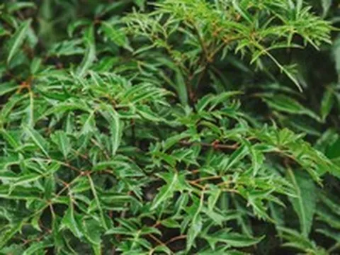 Không chỉ "bổ như sâm", các nhà khoa học Việt Nam phát hiện thêm 1 tác dụng quý của cây đinh lăng