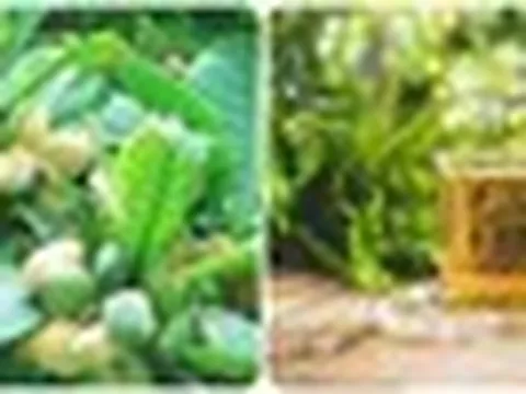 Lá bàng có tác dụng gì?